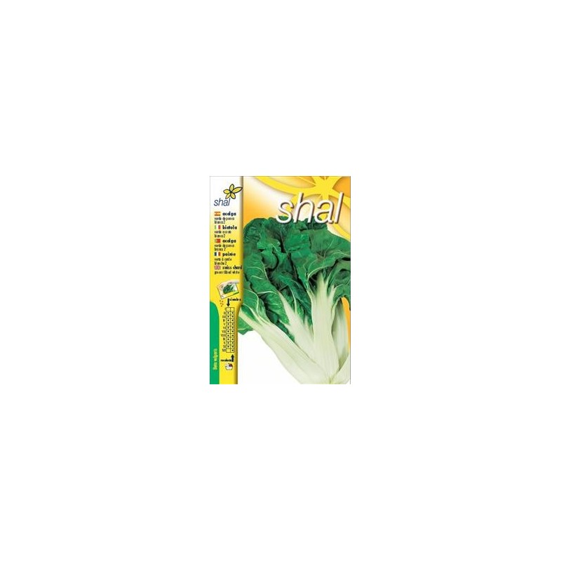 ACELGA VERDE PENCA BLANCA-2 (PRECIO UNIPRECIO)