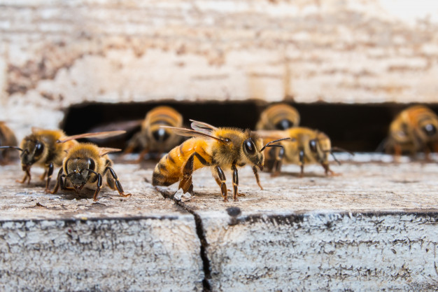 Las abejas: trabajadoras vitales para la naturaleza