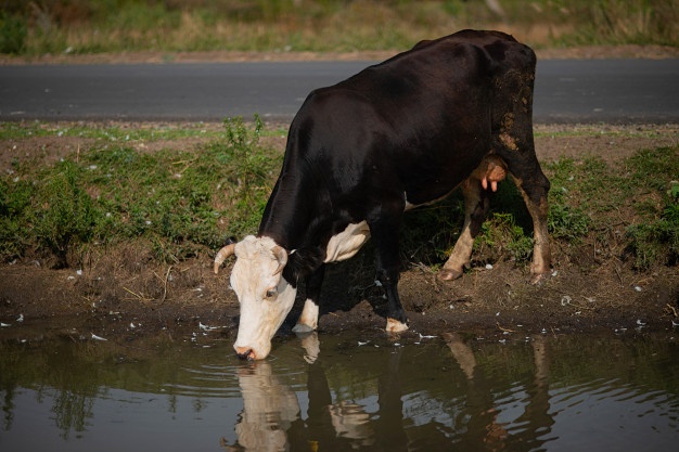 Consejos para proteger del calor a nuestro ganado