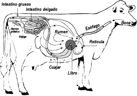 aparato digestivo vaca