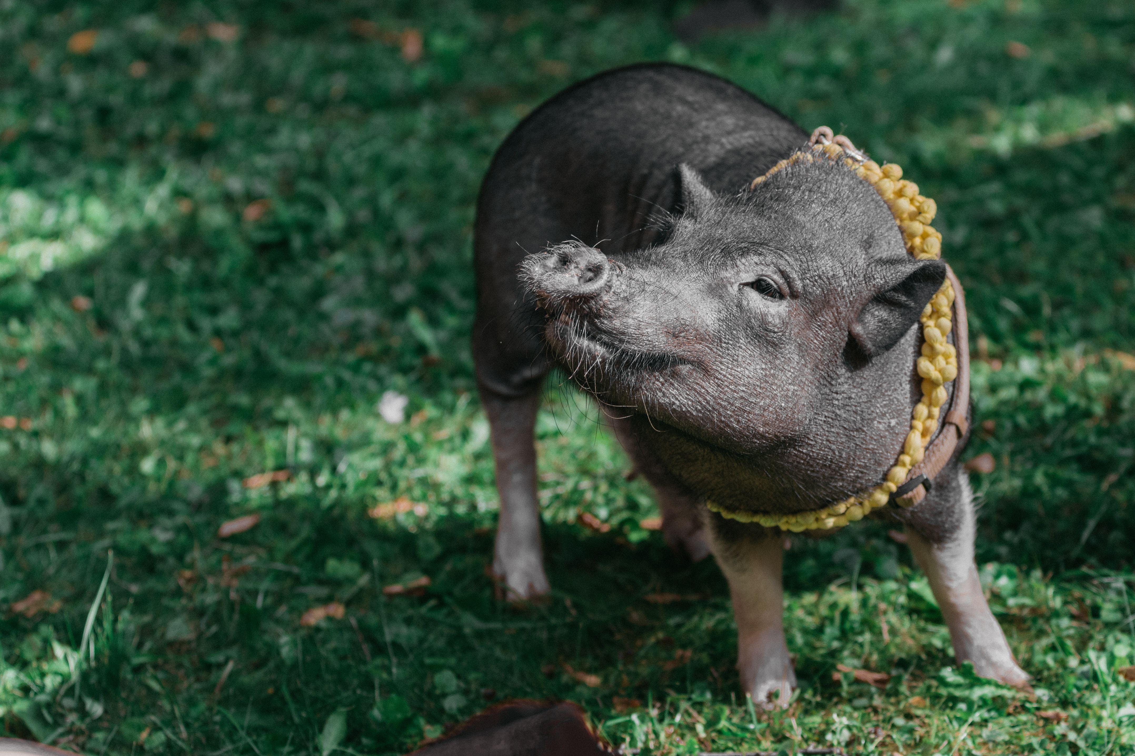 El cerdo como mascota y sus necesidades veterinarias