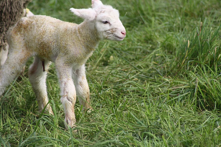 ¿Cómo manejar a los corderos recién nacidos?